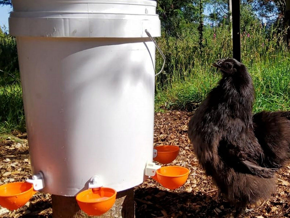 Chicken Water Feeders