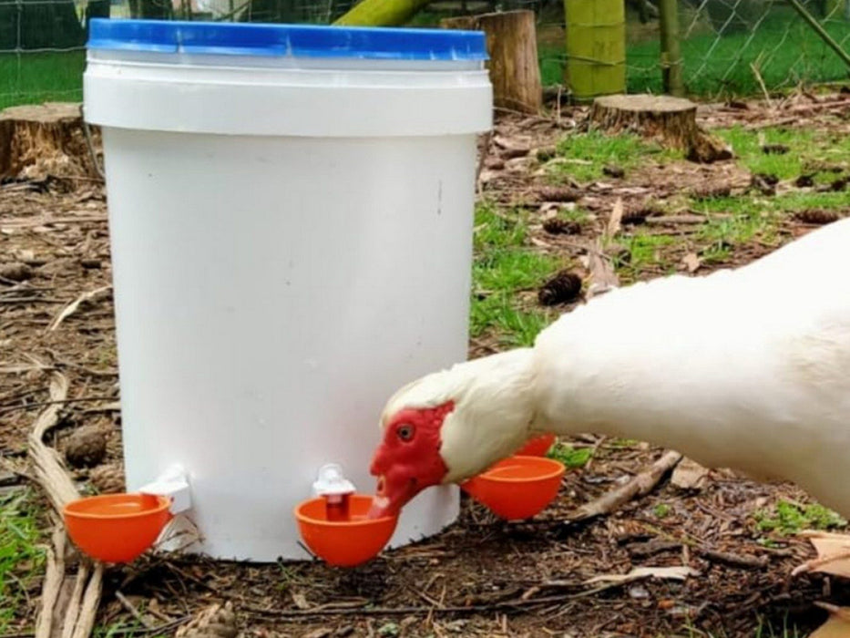 Chicken Water Feeders