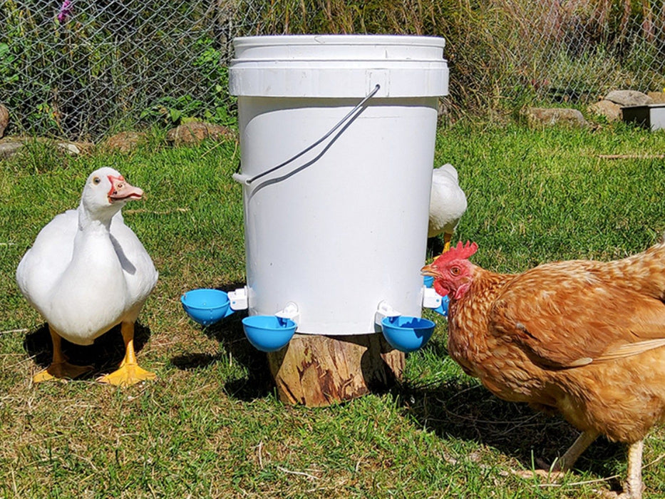 Chicken Water Feeders