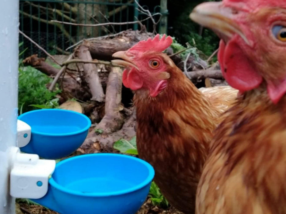 Chicken Water Feeders