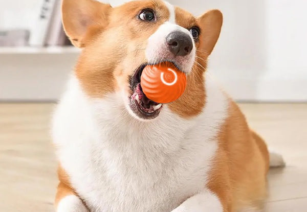 Pet Automatic Rolling Ball Toy