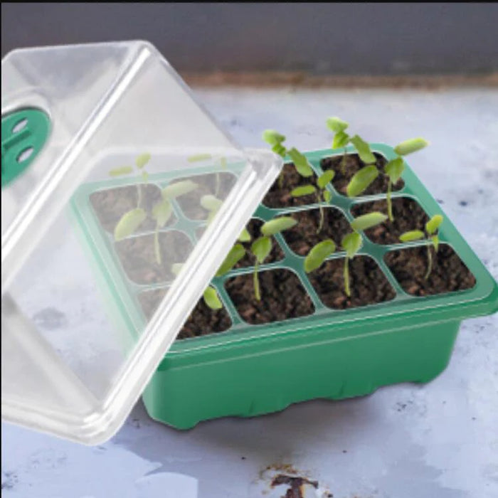 Heightened Seed Box -10 Pack