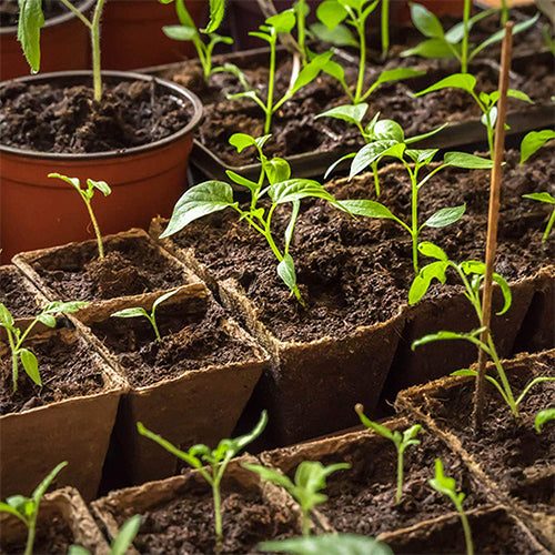 Pot Plant Starters For Seedling 80 Packs