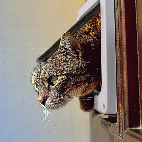 Transparent Cat Door Flap - Medium