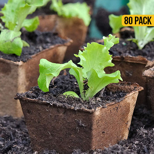 Pot Plant Starters For Seedling 80 Packs